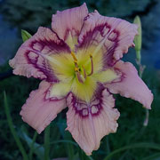 Heavenly Rippled water Daylily